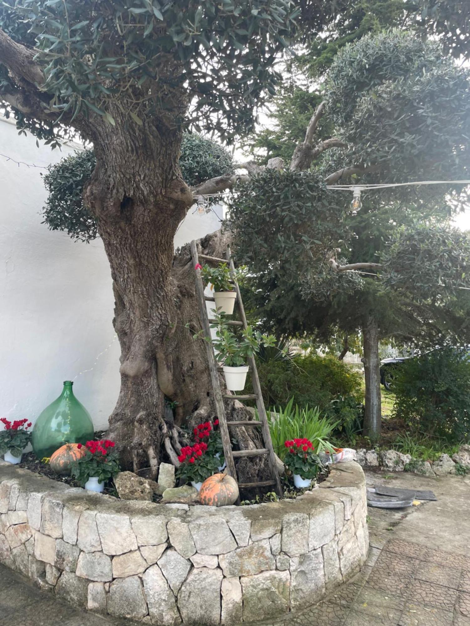 Villa Il Trullo Di Nonno Licchio à Alberobello Extérieur photo