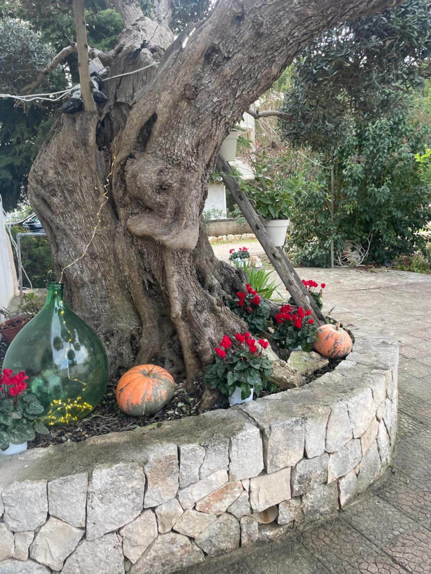 Villa Il Trullo Di Nonno Licchio à Alberobello Extérieur photo